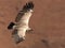 Cape Vulture gliding by with wings fully extended