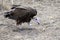 Cape vulture, South Africa, eating elephant carcass