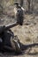 Cape vulture, South Africa, eating elephant carcass