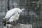 Cape vulture standing on a wooden log