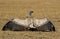 Cape vulture with wings spread open