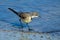 Cape wagtail