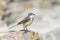 Cape Wagtail