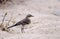 Cape Wagtail on the dunes