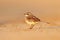 Cape Wagtail, Motacilla capensis, on the sand beach. Bird in the evening light, Walvis Bay, Namibia in Africa. Wildlife scene from