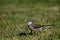 Cape Wagtail (Motacilla copensis)