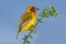 Cape weaver