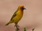 Cape Weaver bird.