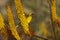 Cape weaver bird on Aloe ferox