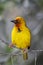 Cape Weaver Bird Portrait