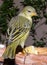 Cape Weaver female at feeding station