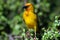 Cape Weaver Male