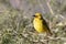 Cape Weaver male ploceus capensis perched in Fever Tree, Western Cape, South Africa