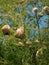 Cape Weaver Nest