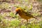 Cape Weaver Ploceus capensis 8086