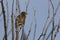 Cape weaver Ploceus capensis perched in a tree