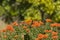 Cape weaver sitting on orange shrub