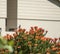 Cape weaver sitting on orange shrub