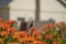 Cape weaver sitting on orange shrub