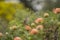 Cape weaver sitting on orange shrub