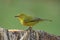 Cape white-eye zosterops virens