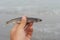 Capelin spawning on the coast of the sea of Okhotsk