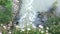 Caper bush mediterranean plant