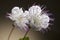 Caper flower