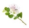 Caper flower