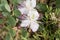 Caper flower in the Gozitan countryside, Malta