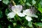 Caper flowers, Capparis spinosa