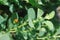 Caper plant with ladybug