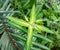 Caper spurge, Euphorbia lathyris