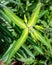 Caper spurge, Euphorbia lathyris