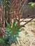 CAPER SPURGE WILD PLANT IN SUMMER