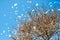 Caper white butterfly migration swarming on an autumn tree in western Queensland