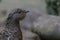 Capercaillie close up portrait in grass with background