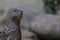 Capercaillie close up portrait in grass with background