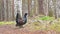 Capercaillie forest guards