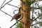 Capercaillie sits on a pine branch