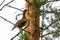 capercaillie sits on a pine branch