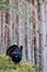 Capercaillie Tetrao urogallus adult male display