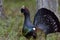 Capercaillie (Tetrao urogallus) male in the spring forest. The western capercaillie (Tetrao urogallus)