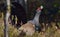 Capercaillie Tetrao urogallus male in the spring forest. The western capercaillie Tetrao urogallus