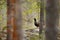 Capercaillie, Tetrao urogallus, on the mossy stone in pine tree forest, nature habitat from Sweden. Dark bird Western Capercaillie