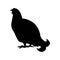 Capercaillie, Wood grouse vector silhouette illustration. White background.