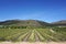 Capetown Wineyard in Mountain background