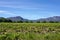 Capetown Wineyard in Mountain background