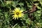 Capeweed (Arctotheca calendula) flowers in meadow : (pix Sanjiv Shukla)