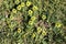 Capeweed (Arctotheca calendula) flowers in meadow : (pix Sanjiv Shukla)